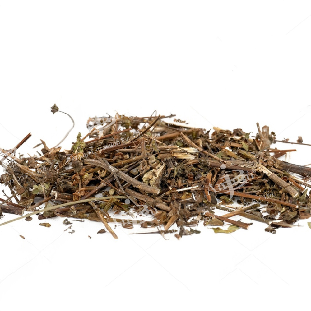 Convolvulus pluricaulis (Shankhpushpi) Extract