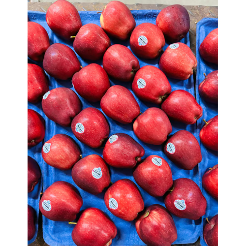 20 Kg 100 Count Flavor Crust Apple - Color: Red