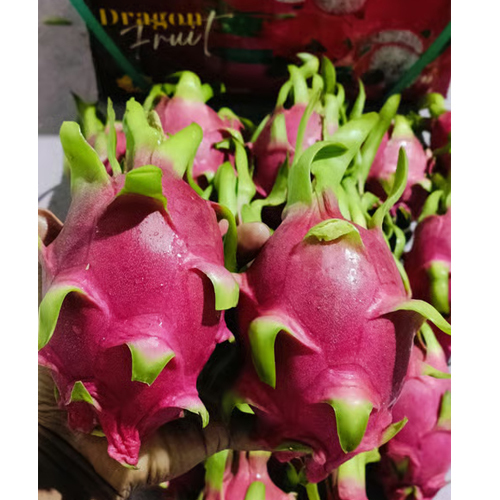 9 Kg 20 Count Premium Dragon Fruit - Color: Bright Pink