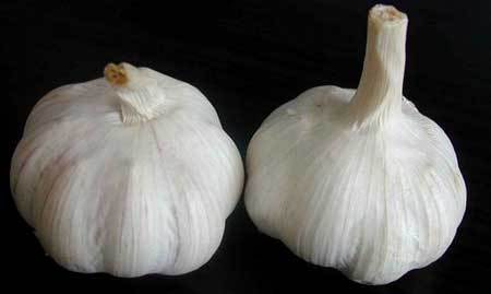 Fresh Garlic