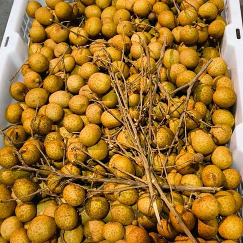 11 Kg Double Gold Longan - Color: Light Brown Skin