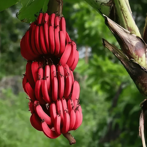 Thompson Seedless Grapes - Color: Natural Color