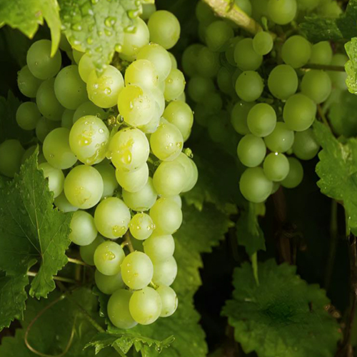 Green Grapes - Color: Natural Color