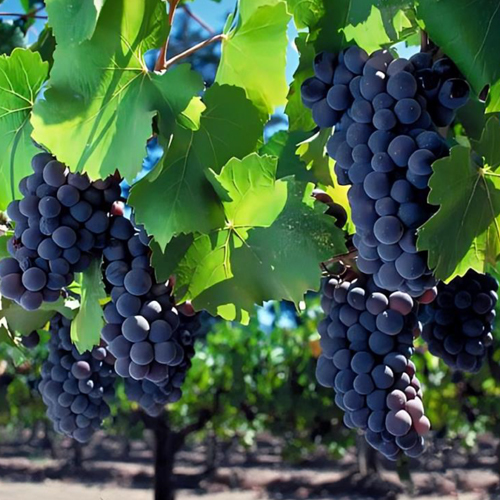 Black Grapes - Color: Natural Color