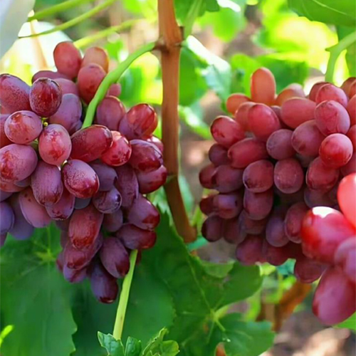 Red Globe Grapes - Color: Natural Color