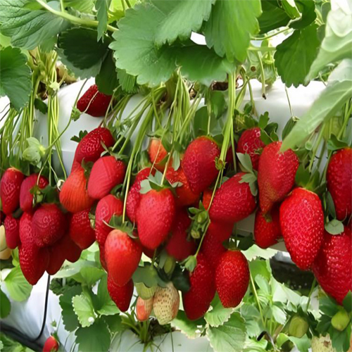 Fresh Strawberries - Color: Natural Color