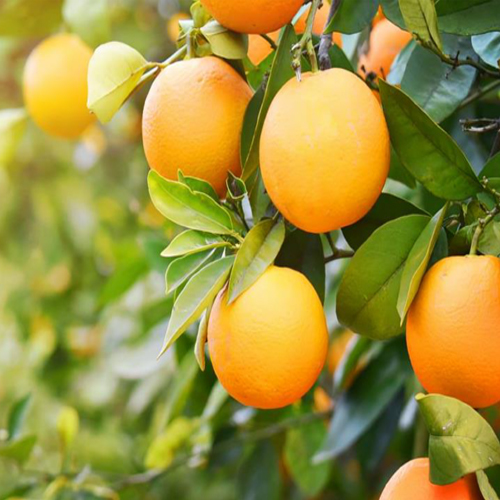 Fresh Strawberries - Color: Natural Color