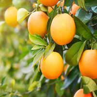 Fresh Strawberries - Color: Natural Color