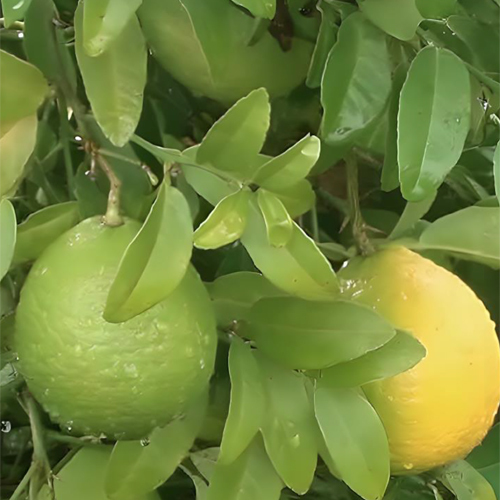 Sweet Lime - Color: Natural Color