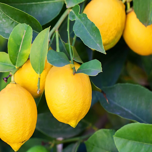 Fresh Lemon - Color: Natural Color