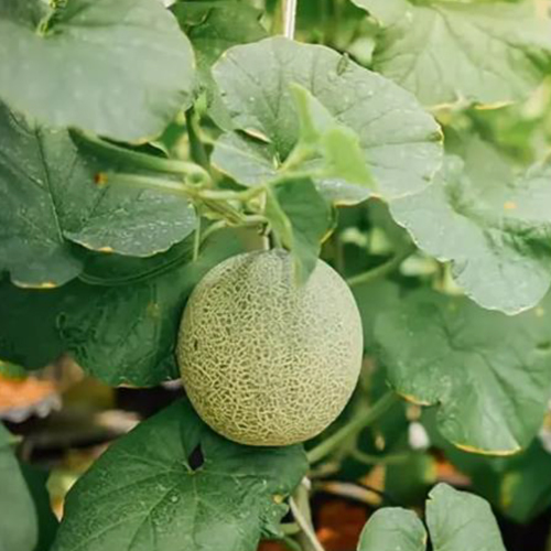 Fresh Muskmelon - Color: Natural Color