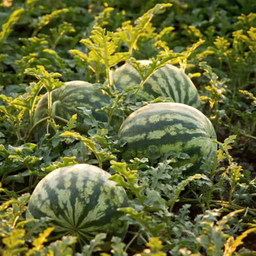 Fresh Watermelon - Color: Natural Color