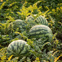 Fresh Watermelon
