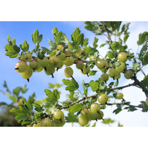Fresh Gooseberry - Color: Natural Color