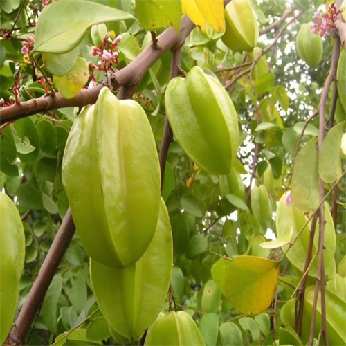 Star Fruit - Color: Natural Color