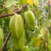 Star Fruit - Color: Natural Color