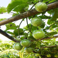 Passion Fruit