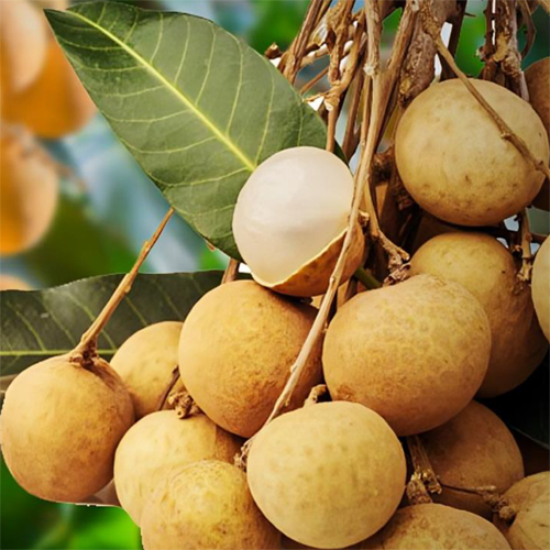 Fresh Longan - Color: Natural Color