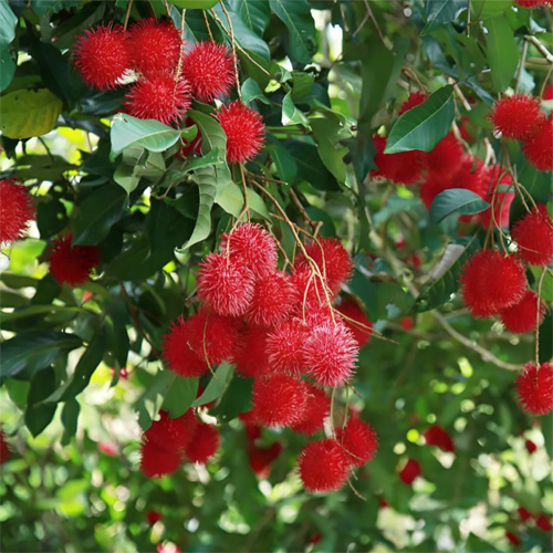 Fresh Rambutan - Color: Natural Color