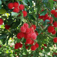 Fresh Rambutan - Color: Natural Color
