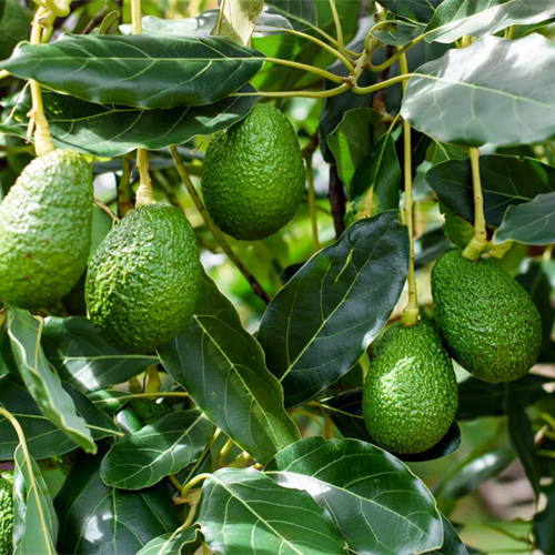 Fresh Avocado - Color: Natural Color