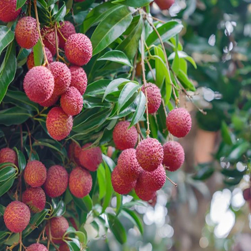 Fresh Lychee - Color: Natural Color