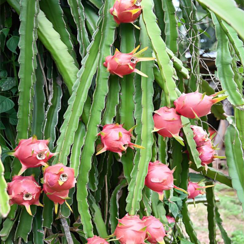 Dragon Fruit - Color: Natural Color