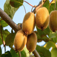 Fresh Kiwi