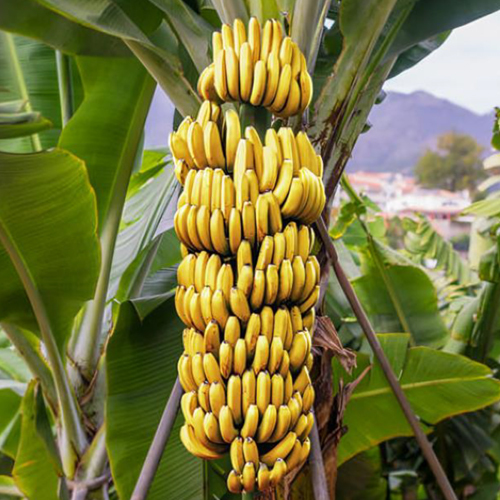 Fresh Banana - Color: Natural Color