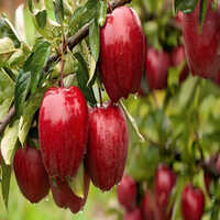 Fresh Apple
