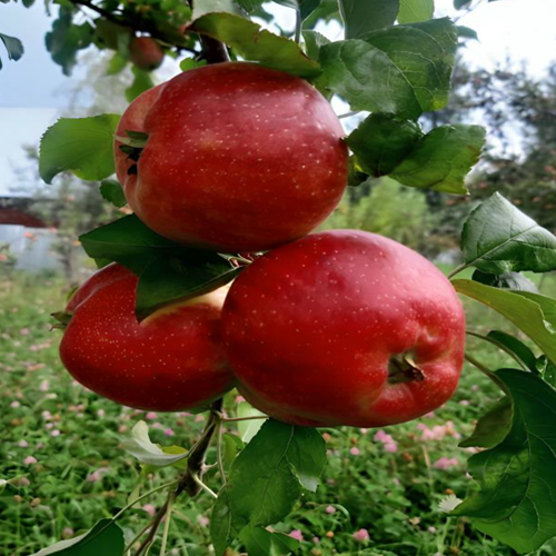 Kashmiri Apple - Color: Natural Color