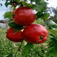 Kashmiri Apple