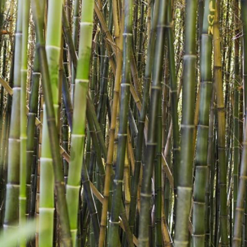Fresh Sugarcane - Color: Natural Color