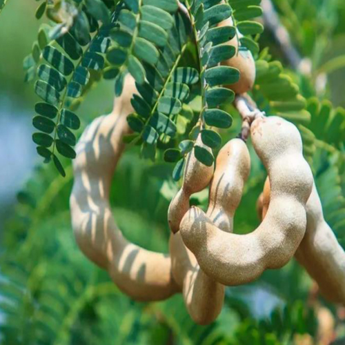 Fresh Tamarind - Color: Natural Color