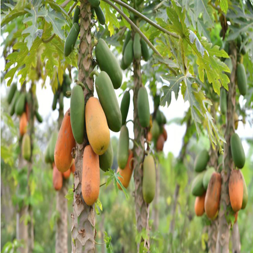 Fresh Papaya - Color: Natural Color