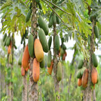 Fresh Papaya