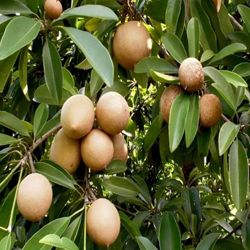 Fresh Chikoo - Color: Natural Color