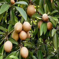 Fresh Chikoo - Color: Natural Color