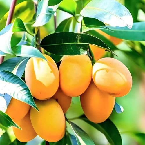 Fresh Alphonso Mango - Color: Natural Color