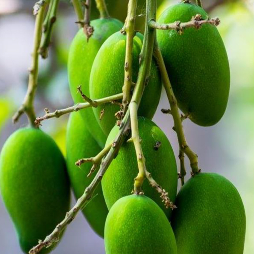 Fresh Raw Mango