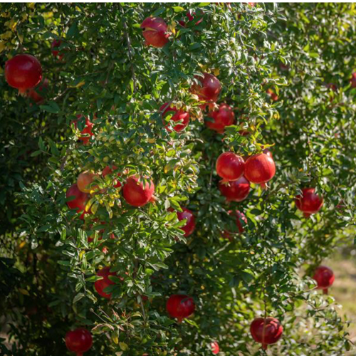 Fresh Pomegranate - Color: Natural Color