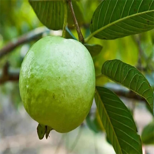 Fresh Guava - Color: Natural Color