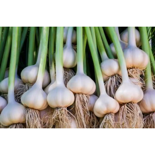 Whole White Big Garlic - Cultivation Type: Organic