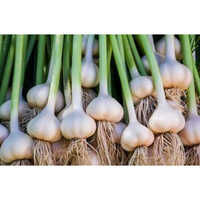 Whole White Big Garlic