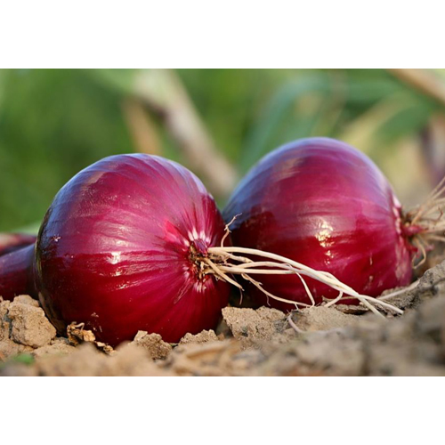 Fresh Onion - Cultivation Type: Organic