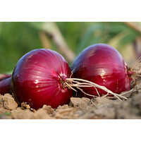 Fresh Onion