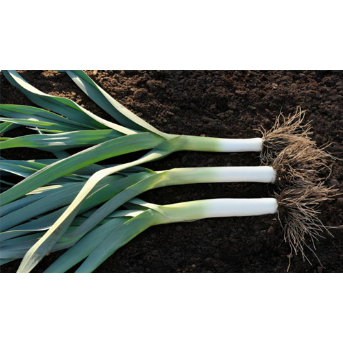 Bulb Vegetables