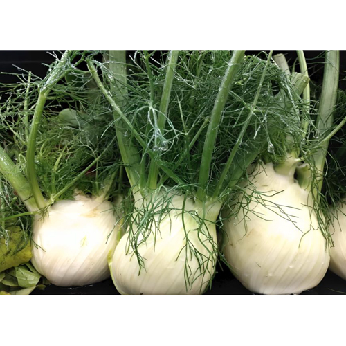 Fennel Bulb - Cultivation Type: Organic