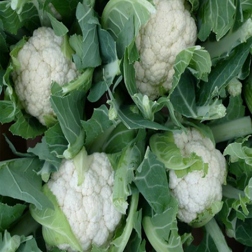 Fresh Cauliflower - Cultivation Type: Organic