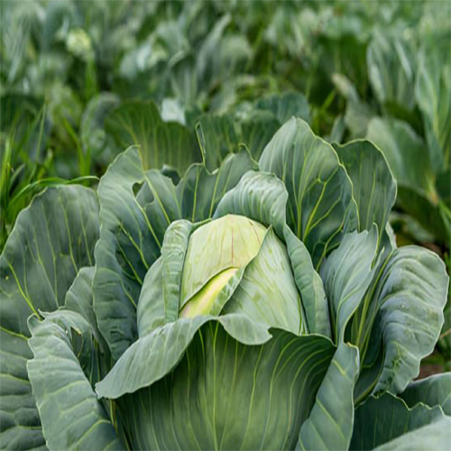 Fresh Cabbage - Cultivation Type: Organic